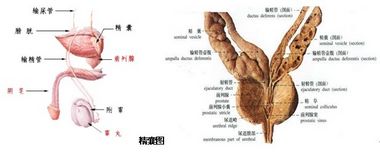 精囊炎的害处哪些是明显的?