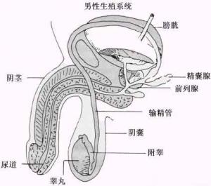 阳痿