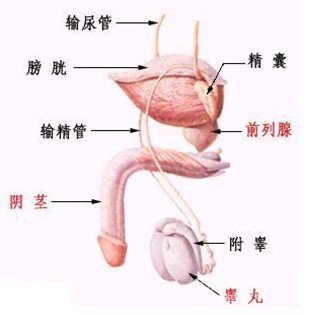 精囊炎