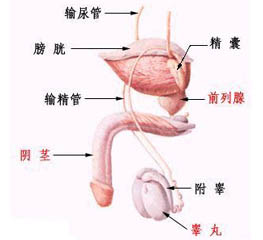 精囊炎
