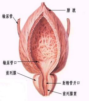 急性急性前列腺痛
