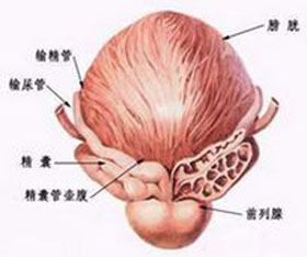 引起男性前列腺痛的原因是什么