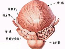 男性该如何预防男性膀胱炎的发生