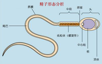 无精症的危害有哪些