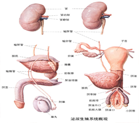 急性急性前列腺痛的症状有哪些