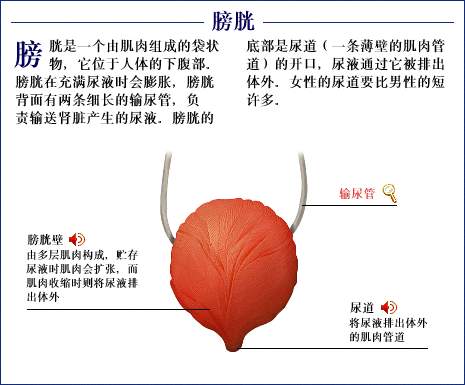 膀胱炎反作久治不愈怎么办?